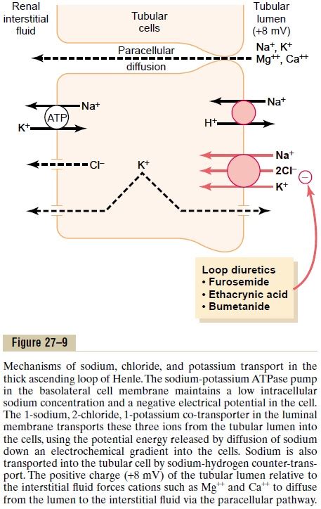 Solute and Water Transport in the Loop of Henle