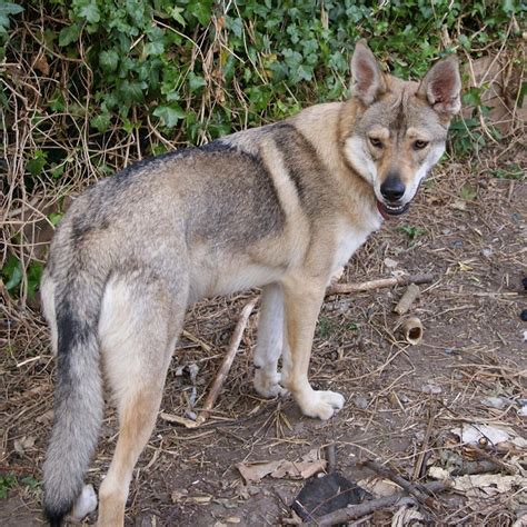 Northern Inuit Dog Info, Temperament, Puppies, Pictures