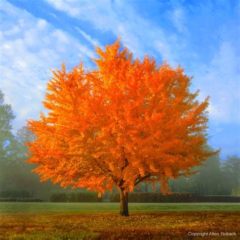 Factory Direct Remodeling of Atlanta: 10 Best Trees for Brilliant Fall Color - Opinion ...