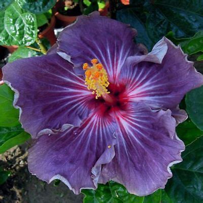 20 Purple Hibiscus Seeds Perennial Flower Seed Flowers Bloom 54 US ...