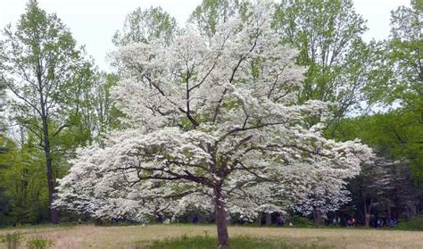 Garden Design & the ABCs of Northern Virginia Flowering Trees ...