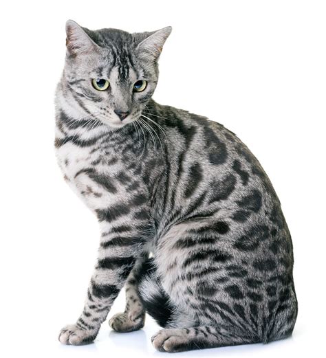 Bengal Cat Names - 200 Ideas For Naming Your Male or Female