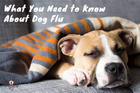 Canine Influenza Outbreak - Pawsh Place Veterinary Blog