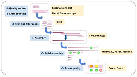 Large genome assembly and polishing