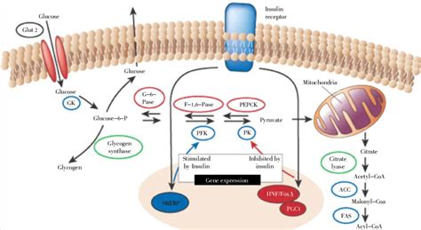 Mechanism Of Action Of Insulin Flow Chart