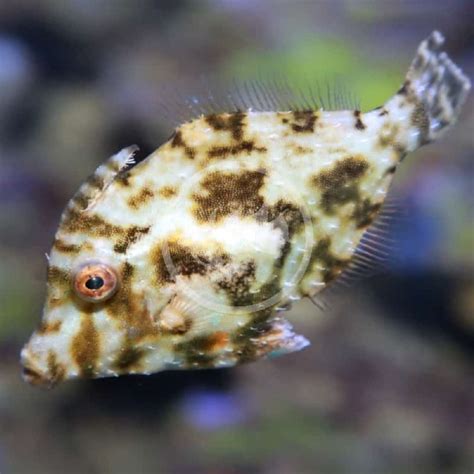 FILEFISH - AIPTASIA EATING Acreichthys tomentosus - Aquatics Unlimited