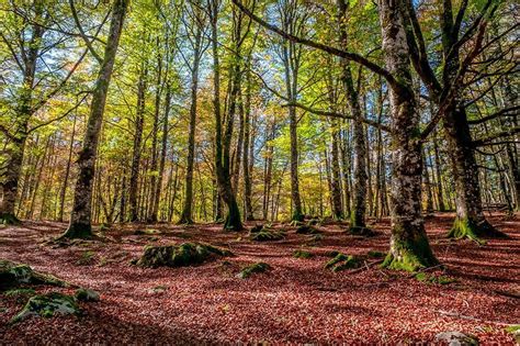 Go and discover France’s most beautiful forests