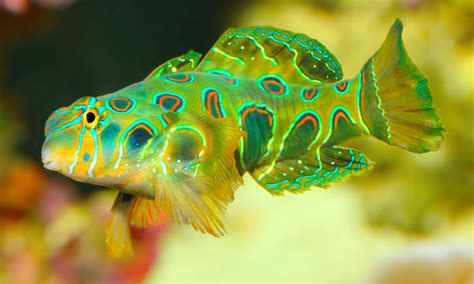 The Mandarin Goby: An Overview | Captive Bred Fish | AlgaeBarn