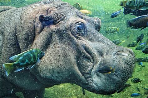 Underwater Hippo by drewk on YouPic