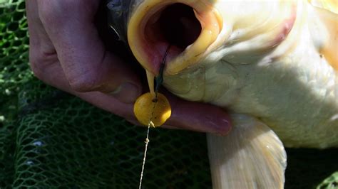 What Are Mirror Carp and How to Catch Them - eatingthewild.com