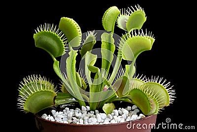 Venus Flytrap - Carnivorous Plant Stock Photo | CartoonDealer.com #10391970