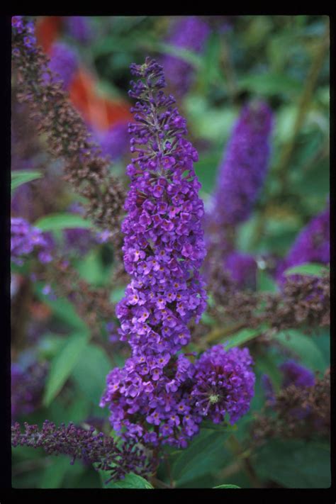 Buddleia 'Nanho Purple' - Butterfly Bush – ButterflyBushes.com