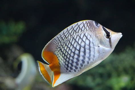 Pearlscale Butterflyfish (Chaetodon xanthurus) | 魚