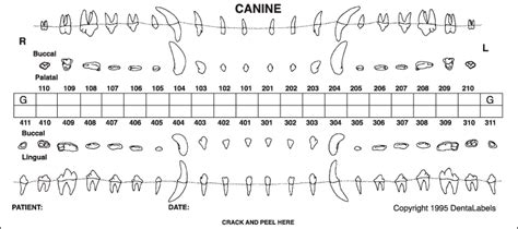 Printable Canine Dental Chart