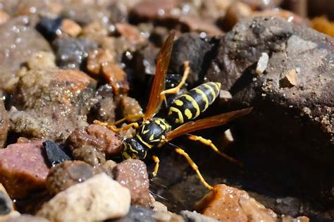 Wasp - Polistes dominula - BugGuide.Net