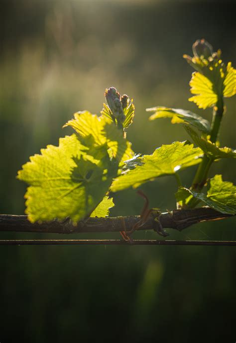 Images — Barton Farming