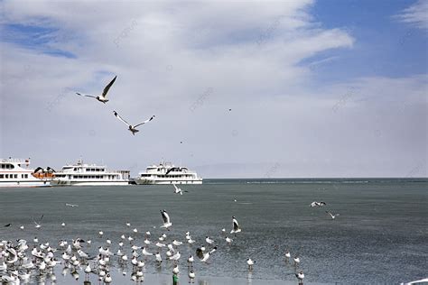 Photograph Of Birds In Qinghai Lake Background, Qinghai Lake, Lake, Blue Sky Background Image ...