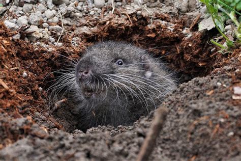 Shoreline Area News: Wild creatures among us: The shy mountain beaver shows his face in Lake ...