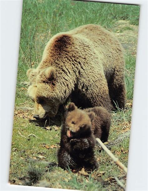 Postcard European Brown Bear, Six Flags Great Adventure's drive-thru Safari, NJ | United States ...