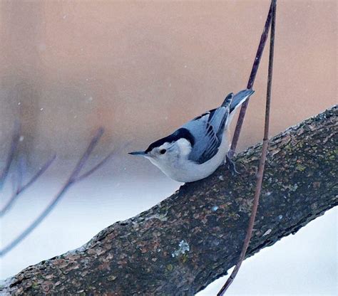 28 Wonderful Wintry Photos of Birds in Snow - Birds and Blooms