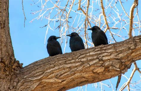 Crows and Other Corvids Like Ravens: Things That Are Neat!