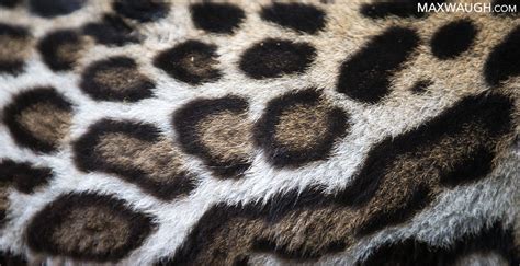 Animal Fur Patterns