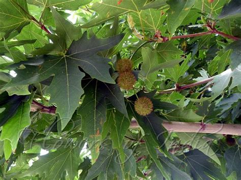 Platanus orientalis - Chinar