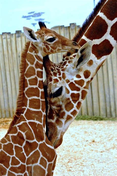 Giraffe Calf - Neatorama