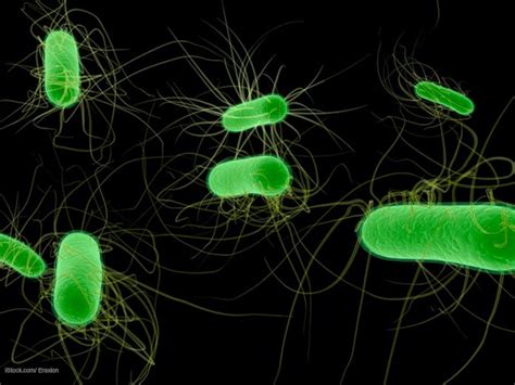 FDA CORE Outbreak Table Updated With New E. coli Outbreak