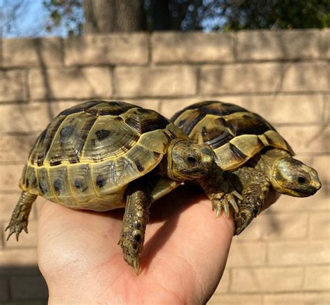 We have some fantastic captive bred Ibera greek tortoises for sale.