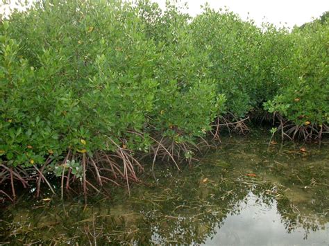 We Love Mangrove: Mengapa Ekosistem Hutan Mangrove (Hutan Bakau) harus diselamatkan dari ...