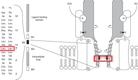 The nicotinic acetylcholine receptor. | Download Scientific Diagram