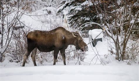 Alaska In Winter: Weather, Packing Tips, Activities - Forever Karen