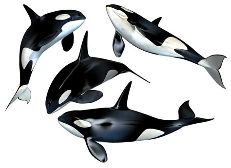 Killer Whale PNG Transparent Images - PNG All