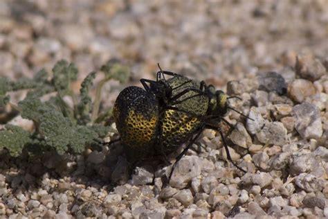 Photos: Amazing Insects of the North American Deserts | Live Science