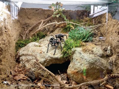 Related image | Tarantula enclosure, Tarantula habitat, Exotic pets