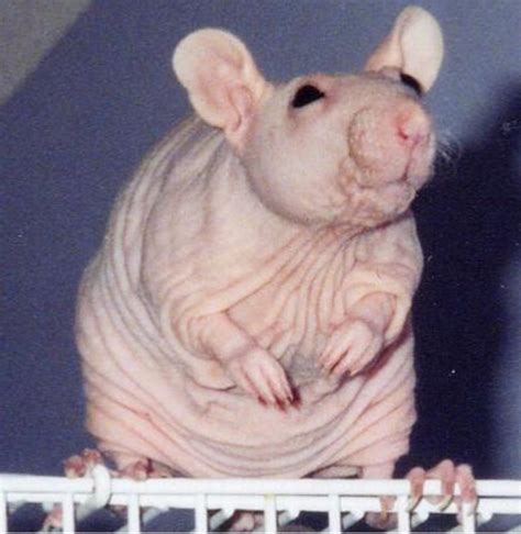 Breeding Healthy Hairless Rats | PetHelpful