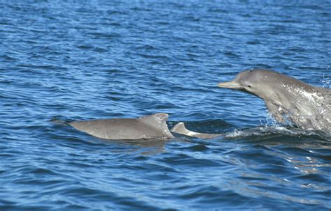 Australian Humpback Dolphin – Discovery of Sound in the Sea