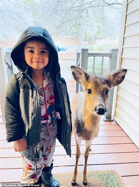 The Moment A 4-Year-Old Boy Bring Home A Baby Deer He Befriends In The Woods - World News 10