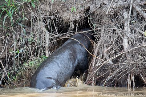 Giant Otters