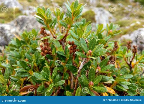 View of Green Mountain Plants with Dew Drops Stock Image - Image of scenic, forest: 171363659