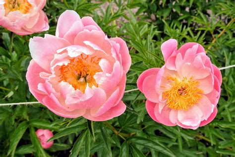 My Herbaceous Peony Garden - The Martha Stewart Blog