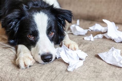 7 Most Badly-Behaved Dog Breeds | Ranked