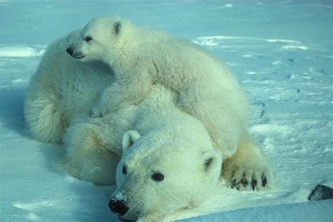 polar bear, bear, animal, nature, snow, wildlife, arctic, mammal, canada, cold | Pikist