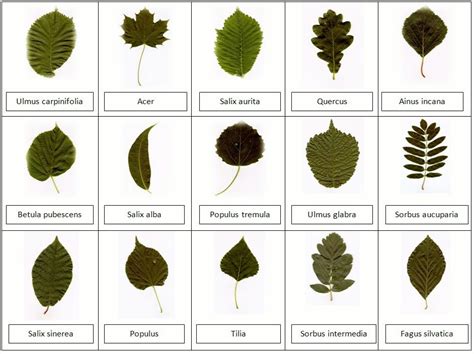 Plant Leaf Classification Using Deep Learning, Transfer Learning and ML ...