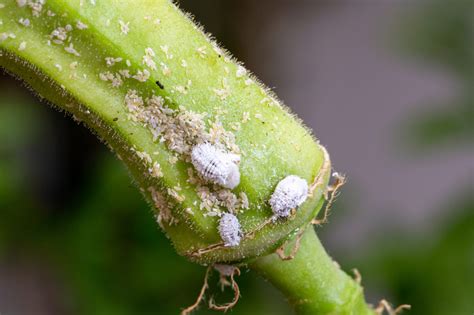 What Are Mealybugs?