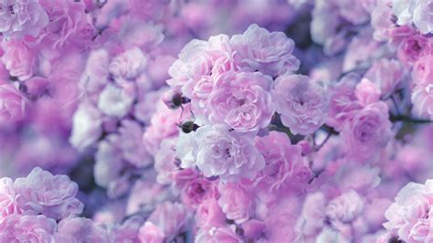 Pink Flower HD Wallpapers Backgrounds Wallpaper | Pink flowers wallpaper, Pink roses background ...