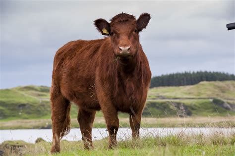 A First For The Luing Cattle Society in the Borders – GlendalePR