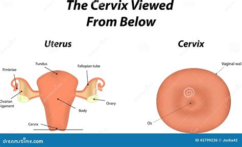 The Cervix Stock Vector - Image: 43799236