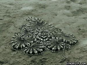 Mimic Octopus Color GIF - Find & Share on GIPHY